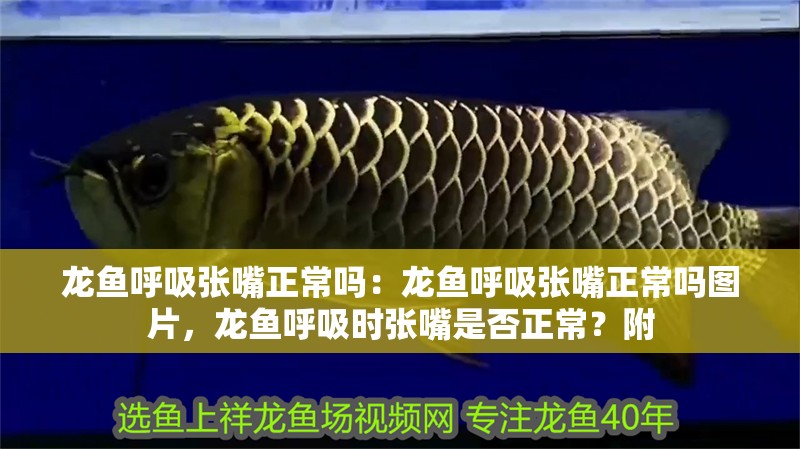 龍魚呼吸張嘴正常嗎：龍魚呼吸張嘴正常嗎圖片，龍魚呼吸時張嘴是否正常？附 龍魚呼吸張嘴正常嗎：龍魚呼吸張嘴正常嗎圖片，龍魚呼吸時張嘴是否正常？附 水族問答 第4張