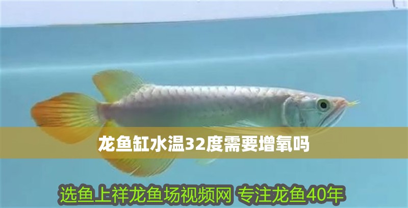 龍魚(yú)缸水溫32度需要增氧嗎