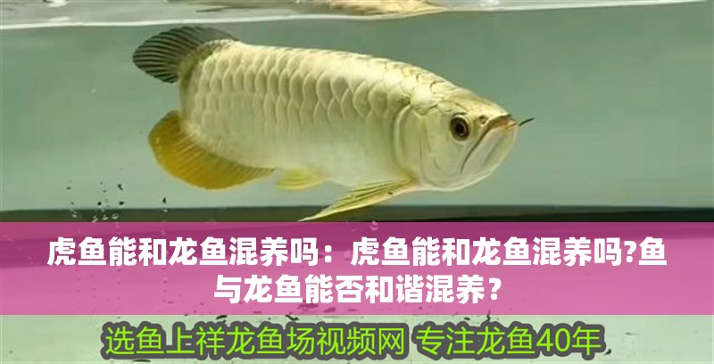 虎魚能和龍魚混養嗎：虎魚能和龍魚混養嗎?魚與龍魚能否和諧混養？