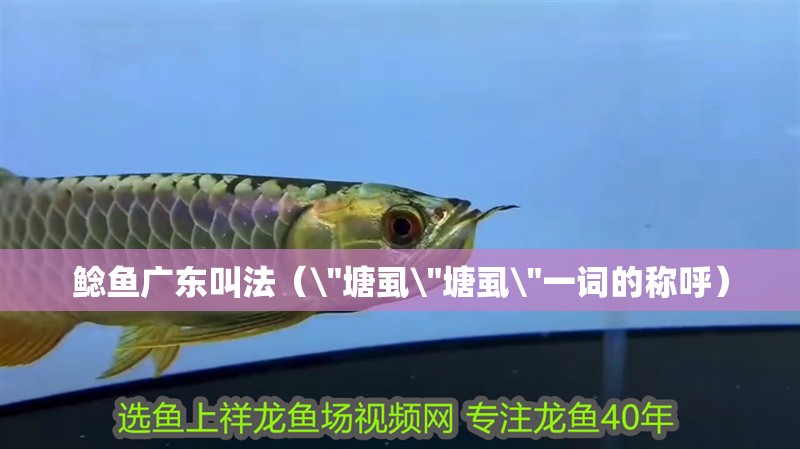 鯰魚廣東叫法（ 鯰魚廣東叫法（\