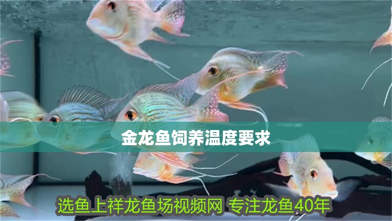 金龍魚飼養溫度要求