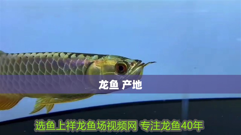 龍魚 產地