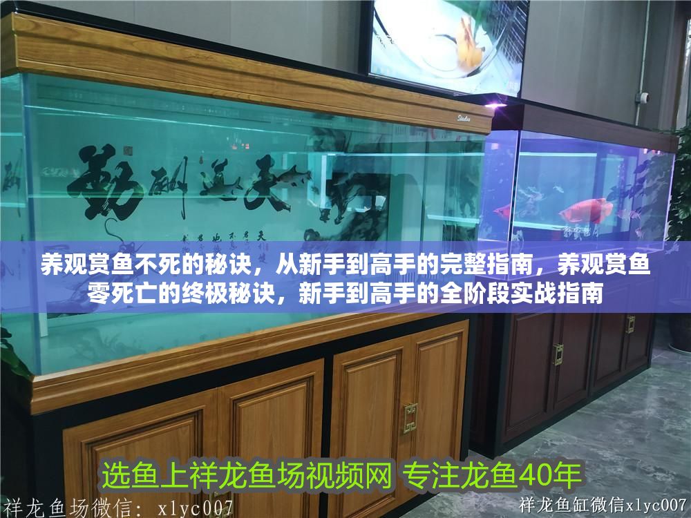 詳細閱讀:養觀賞魚不死的秘訣,從新手到高手的完整指南,養觀賞魚零死亡的終極秘訣,新手到高手的全階段實戰指南 養觀賞魚不死的秘訣,從新手到高手的完整指南,養觀賞魚零死亡的終極秘訣,新手到高手的全階段實戰指南