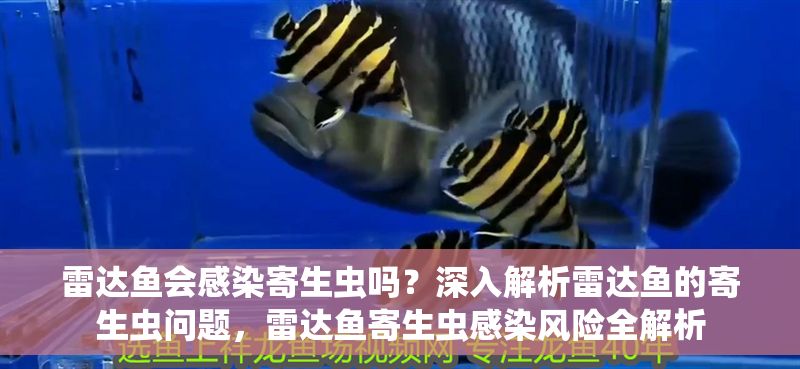 雷達魚會感染寄生蟲嗎?深入解析雷達魚的寄生蟲問題,雷達魚寄生蟲感染風險全解析