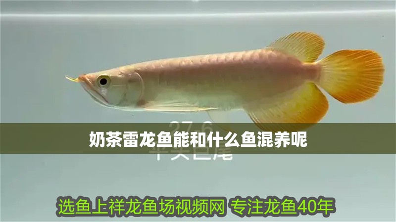 奶茶雷龍魚能和什么魚混養(yǎng)呢 奶茶雷龍魚能和什么魚混養(yǎng)呢 龍魚百科