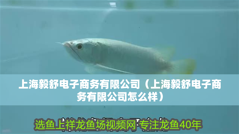 上海毅舒電子商務有限公司（上海毅舒電子商務有限公司怎么樣）