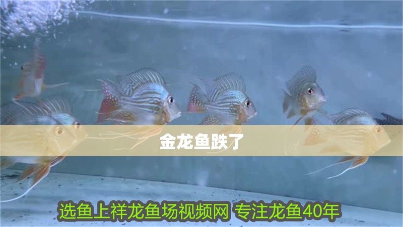 金龍魚跌了