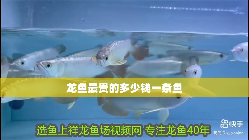 龍魚最貴的多少錢一條魚 龍魚百科 第4張 龍魚最貴的多少錢一條魚 龍魚最貴的多少錢一條魚 龍魚百科 第4張