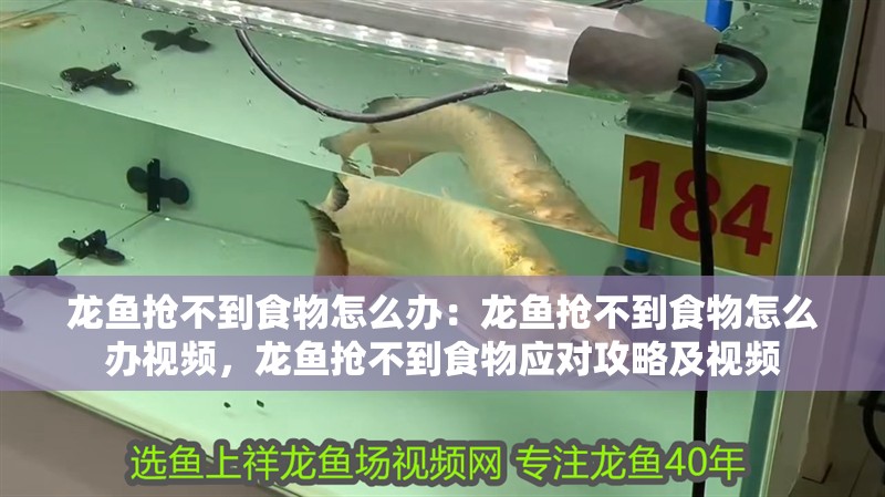 龍魚搶不到食物怎么辦：龍魚搶不到食物怎么辦視頻，龍魚搶不到食物應(yīng)對(duì)攻略及視頻 龍魚搶不到食物怎么辦：龍魚搶不到食物怎么辦視頻，龍魚搶不到食物應(yīng)對(duì)攻略及視頻 水族問答