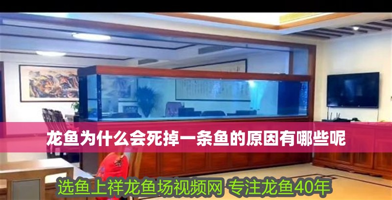 龍魚為什么會死掉一條魚的原因有哪些呢 龍魚為什么會死掉一條魚的原因有哪些呢 龍魚百科