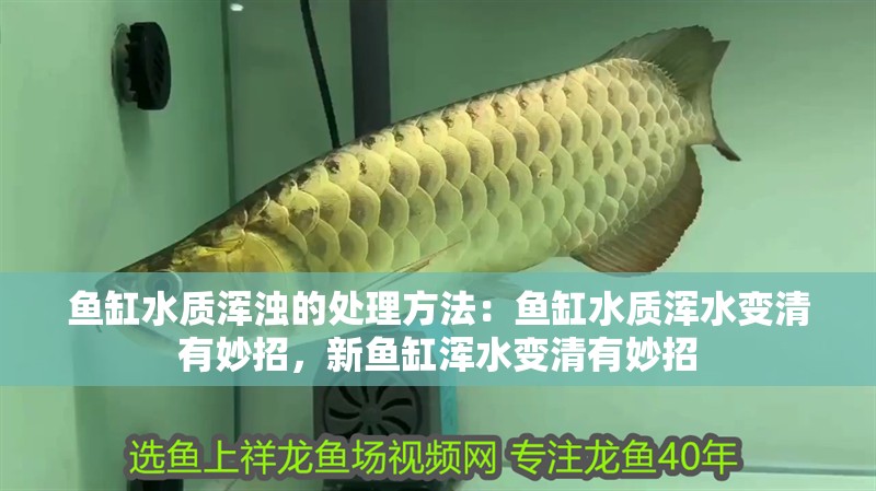 魚缸水質(zhì)渾濁的處理方法：魚缸水質(zhì)渾水變清有妙招，新魚缸渾水變清有妙招