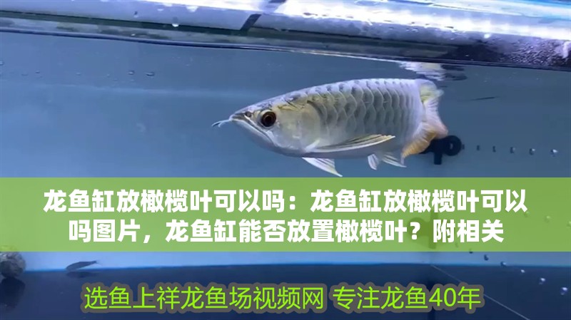 龍魚缸放橄欖葉可以嗎：龍魚缸放橄欖葉可以嗎圖片，龍魚缸能否放置橄欖葉？附相關(guān)