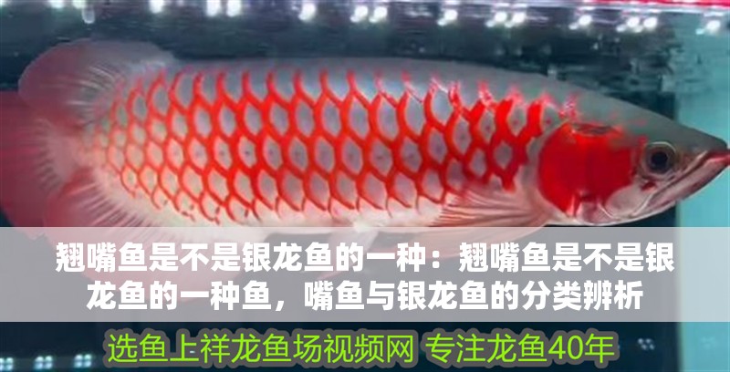 翹嘴魚是不是銀龍魚的一種:翹嘴魚是不是銀龍魚的一種魚,嘴魚與銀龍魚的分類辨析 水族問(wèn)答 翹嘴魚是不是銀龍魚的一種:翹嘴魚是不是銀龍魚的一種魚,嘴魚與銀龍魚的分類辨析 翹嘴魚是不是銀龍魚的一種:翹嘴魚是不是銀龍魚的一種魚,嘴魚與銀龍魚的分類辨析 水族問(wèn)答