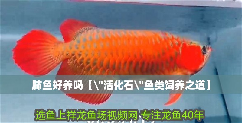 肺魚好養(yǎng)嗎【\