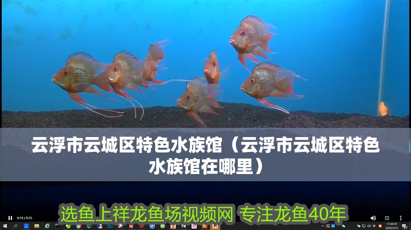 云浮市云城區(qū)特色水族館（云浮市云城區(qū)特色水族館在哪里）