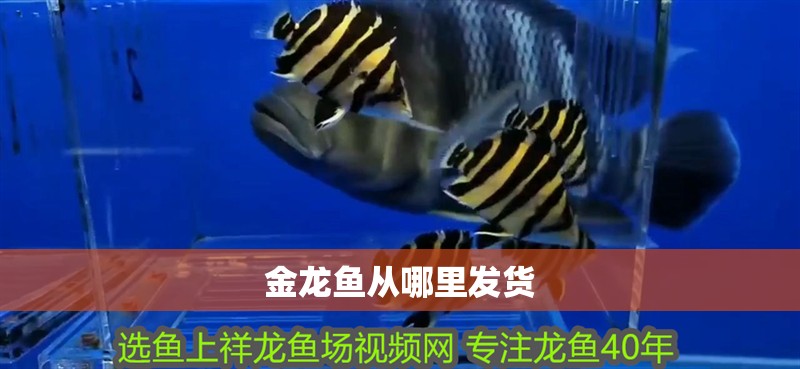 金龍魚從哪里發貨