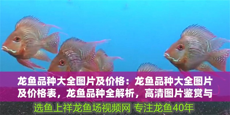 龍魚品種大全圖片及價(jià)格：龍魚品種大全圖片及價(jià)格表，龍魚品種全解析，高清圖片鑒賞與詳細(xì)價(jià)格指南