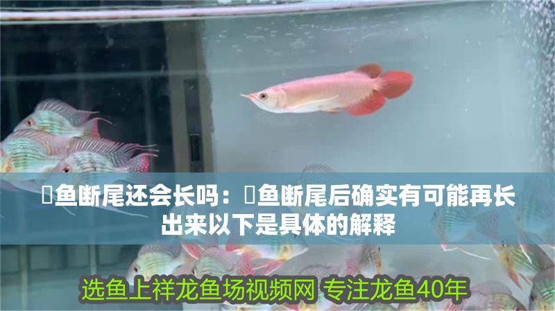 魟魚斷尾還會長嗎：魟魚斷尾后確實有可能再長出來以下是具體的解釋