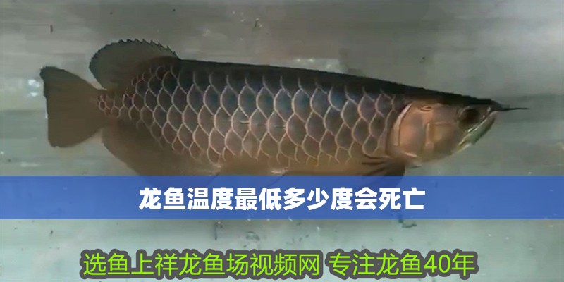 龍魚溫度最低多少度會死亡