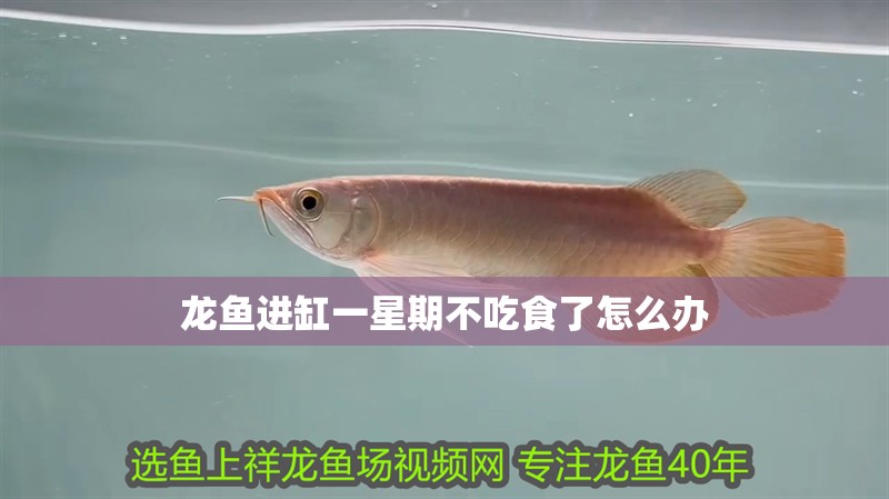 龍魚(yú)進(jìn)缸一星期不吃食了怎么辦