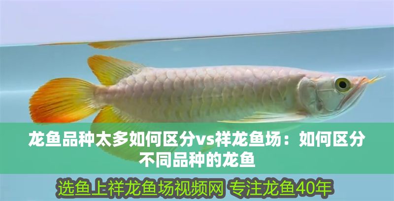 龍魚品種太多如何區(qū)分vs祥龍魚場：如何區(qū)分不同品種的龍魚