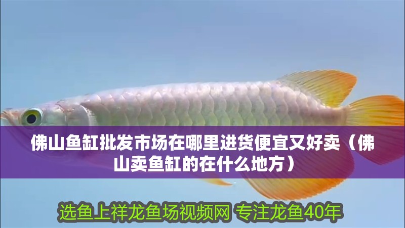 佛山魚缸批發市場在哪里進貨便宜又好賣（佛山賣魚缸的在什么地方）