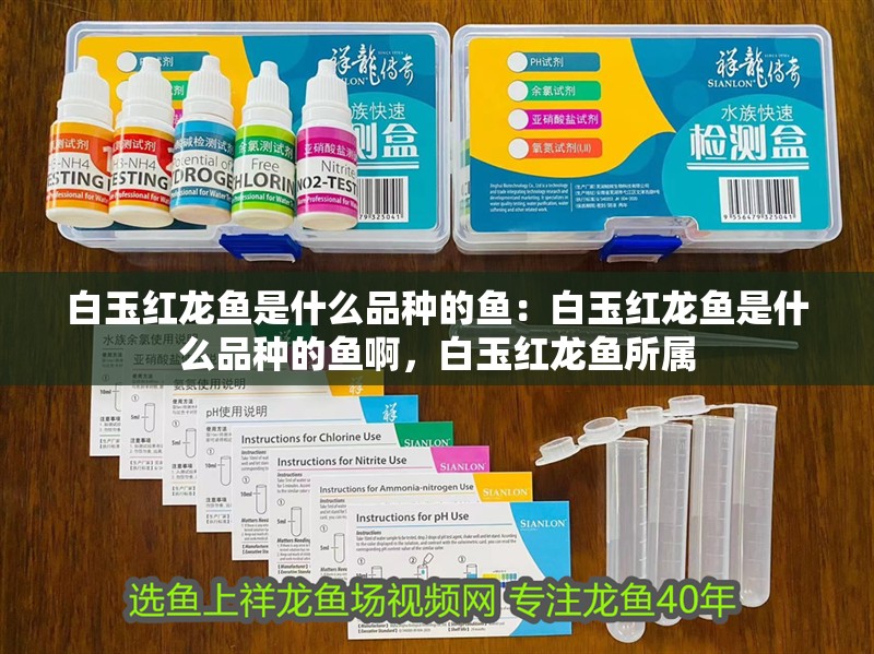 白玉紅龍魚是什么品種的魚：白玉紅龍魚是什么品種的魚啊，白玉紅龍魚所屬