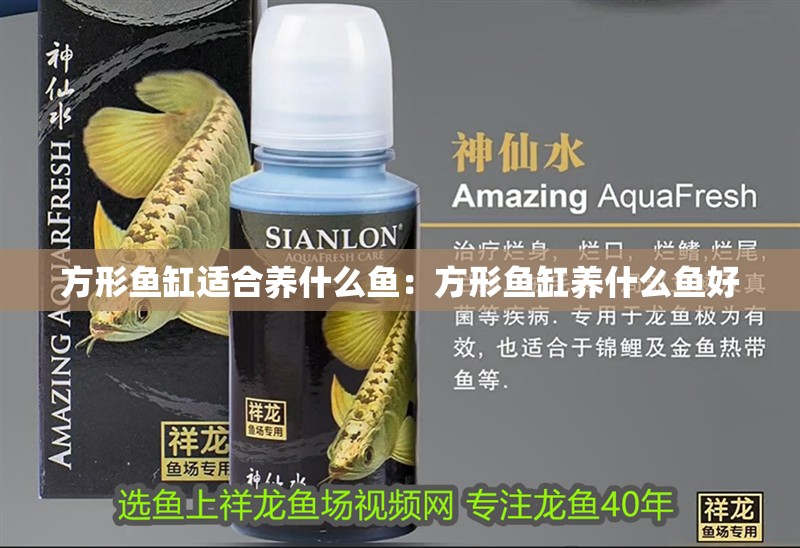 方形魚缸適合養(yǎng)什么魚：方形魚缸養(yǎng)什么魚好
