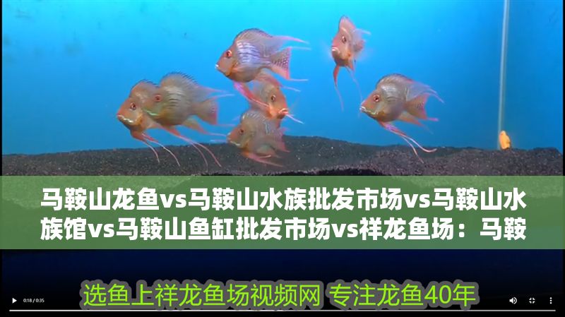 馬鞍山龍魚vs馬鞍山水族批發(fā)市場vs馬鞍山水族館vs馬鞍山魚缸批發(fā)市場vs祥龍魚場：馬鞍山水族批發(fā)市場、魚缸批發(fā)市場、魚缸批發(fā)及水產(chǎn)養(yǎng)殖場的區(qū)別