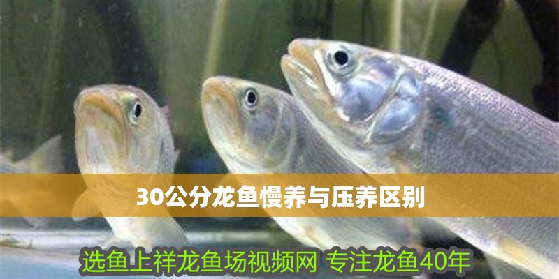 30公分龍魚慢養與壓養區別