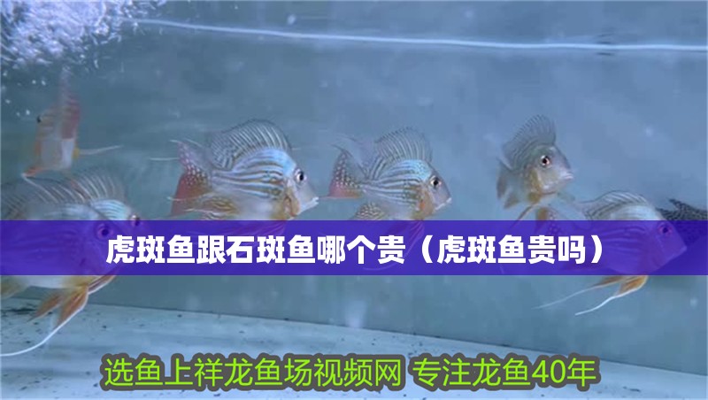 虎斑魚跟石斑魚哪個貴（虎斑魚貴嗎）