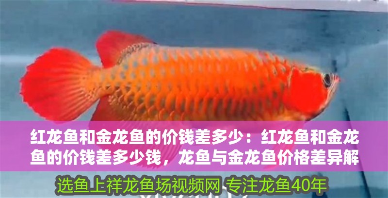紅龍魚和金龍魚的價(jià)錢差多少：紅龍魚和金龍魚的價(jià)錢差多少錢，龍魚與金龍魚價(jià)格差異解析
