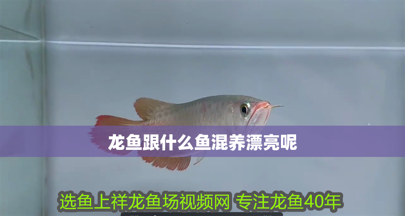 龍魚跟什么魚混養漂亮呢