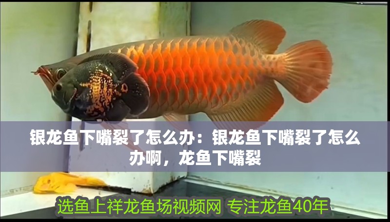 銀龍魚下嘴裂了怎么辦：銀龍魚下嘴裂了怎么辦啊，龍魚下嘴裂