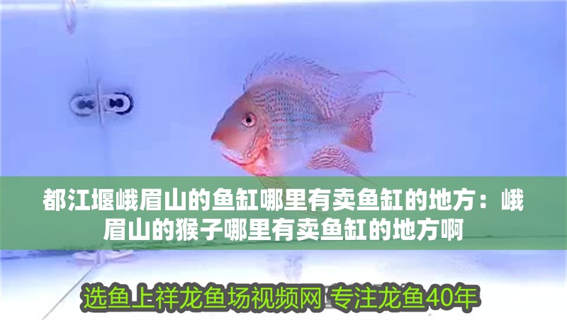魚缸用增氧泵價(jià)格是多少:魚缸增氧機(jī)-xtrac增氧機(jī)-xtrac增氧機(jī) 都江堰峨眉山的魚缸哪里有賣魚缸的地方:峨眉山的猴子哪里有賣魚缸的地方啊 魚缸百科 都江堰峨眉山的魚缸哪里有賣魚缸的地方:峨眉山的猴子哪里有賣魚缸的地方啊 都江堰峨眉山的魚缸哪里有賣魚缸的地方:峨眉山的猴子哪里有賣魚缸的地方啊 魚缸百科