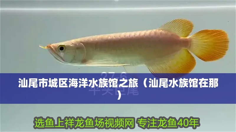 汕尾市城區海洋水族館之旅（汕尾水族館在那） 汕尾市城區海洋水族館之旅（汕尾水族館在那） 全國水族館企業名錄 第2張