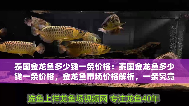 泰國(guó)金龍魚多少錢一條價(jià)格：泰國(guó)金龍魚多少錢一條價(jià)格，金龍魚市場(chǎng)價(jià)格解析，一條究竟多少錢