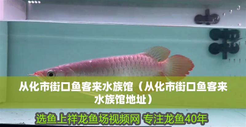 從化市街口魚客來水族館(從化市街口魚客來水族館地址) 全國水族館企業名錄 第2張 從化市街口魚客來水族館(從化市街口魚客來水族館地址) 從化市街口魚客來水族館(從化市街口魚客來水族館地址) 全國水族館企業名錄 第2張