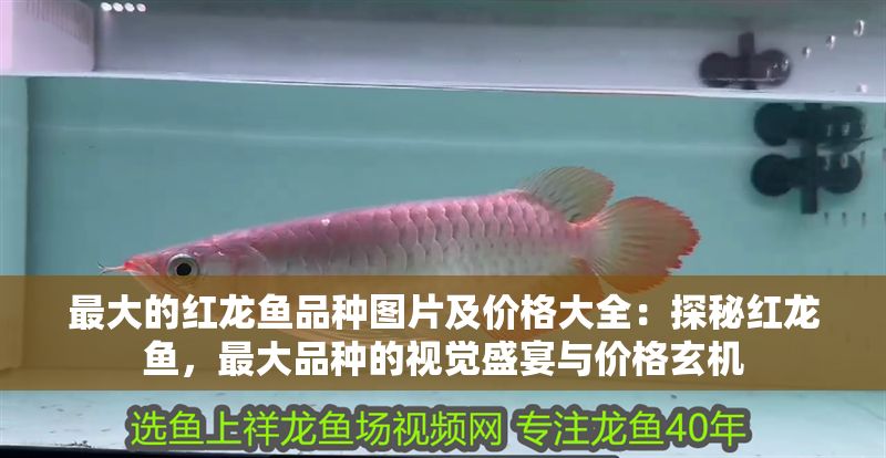最大的紅龍魚品種圖片及價格大全：探秘紅龍魚，最大品種的視覺盛宴與價格玄機