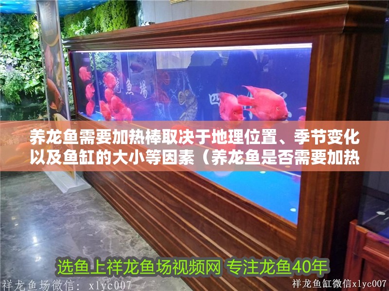 養龍魚需要加熱棒取決于地理位置、季節變化以及魚缸的大小等因素（養龍魚是否需要加熱棒）