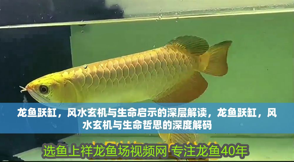 龍魚躍缸，風水玄機與生命啟示的深層解讀，龍魚躍缸，風水玄機與生命哲思的深度解碼