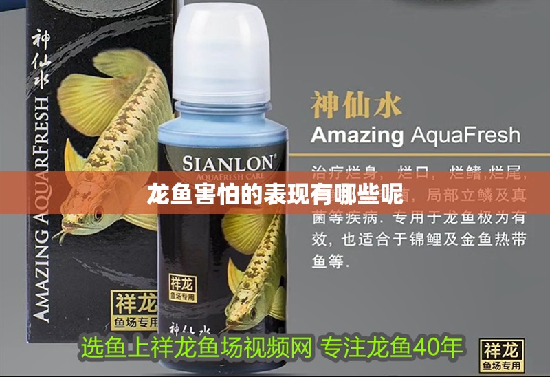 龍魚害怕的表現有哪些呢