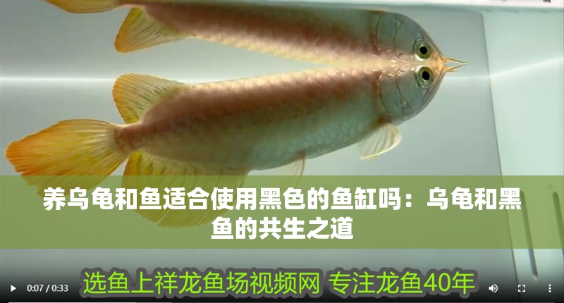 養烏龜和魚適合使用黑色的魚缸嗎：烏龜和黑魚的共生之道 養烏龜和魚適合使用黑色的魚缸嗎：烏龜和黑魚的共生之道 魚缸百科