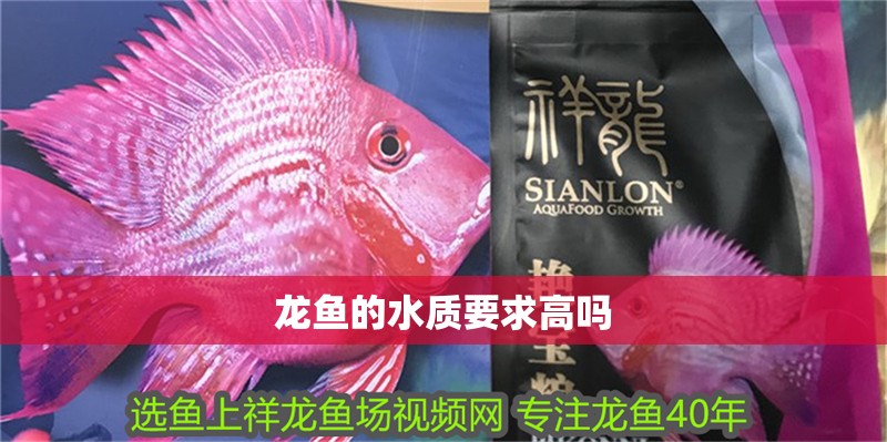 龍魚的水質要求高嗎