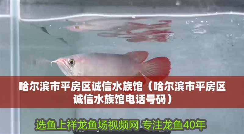 哈爾濱市平房區誠信水族館（哈爾濱市平房區誠信水族館電話號碼） 哈爾濱市平房區誠信水族館（哈爾濱市平房區誠信水族館電話號碼） 全國水族館企業名錄 第2張