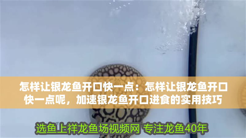 怎樣讓銀龍魚開口快一點：怎樣讓銀龍魚開口快一點呢，加速銀龍魚開口進食的實用技巧