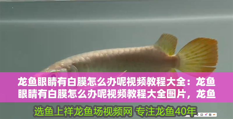 龍魚眼睛有白膜怎么辦呢視頻教程大全：龍魚眼睛有白膜怎么辦呢視頻教程大全圖片，龍魚眼睛出現(xiàn)白膜的應(yīng)對方法視頻教程全解析