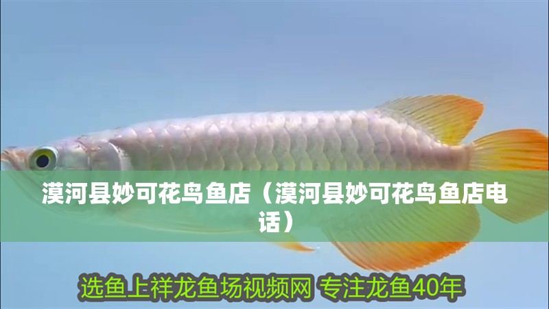 漠河縣妙可花鳥魚店(漠河縣妙可花鳥魚店電話) 全國水族館企業名錄 第2張 漠河縣妙可花鳥魚店(漠河縣妙可花鳥魚店電話) 漠河縣妙可花鳥魚店(漠河縣妙可花鳥魚店電話) 全國水族館企業名錄 第2張