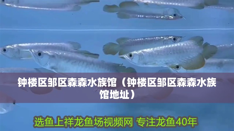 鐘樓區(qū)鄒區(qū)森森水族館（鐘樓區(qū)鄒區(qū)森森水族館地址）