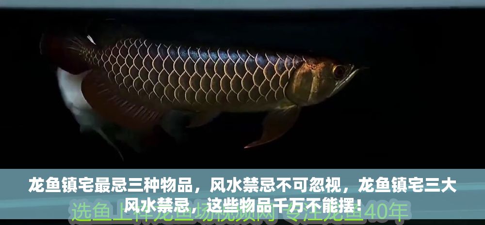 龍魚鎮宅最忌三種物品，風水禁忌不可忽視，龍魚鎮宅三大風水禁忌，這些物品千萬不能擺！
